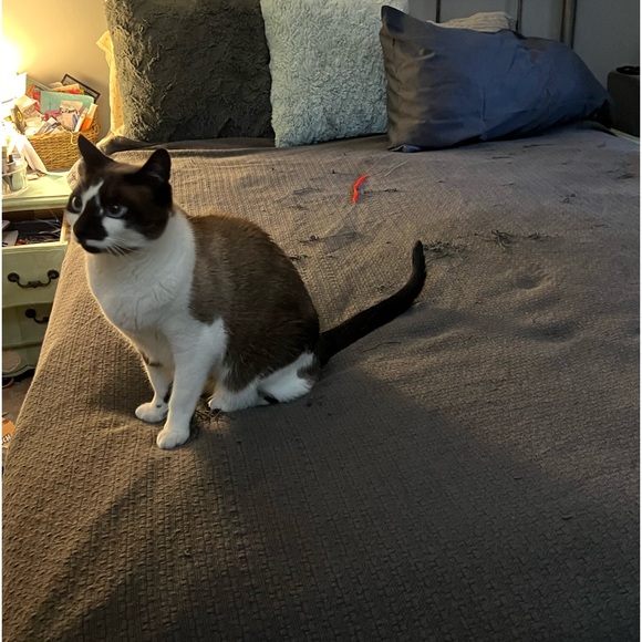 NWT Sonoma Bath Mat | Cat-Crafted | By Timber | Purr-ceived Defects by Design - Picture 8 of 10